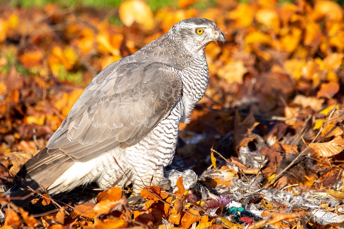 1DX43470 21 november 2021 1252 41